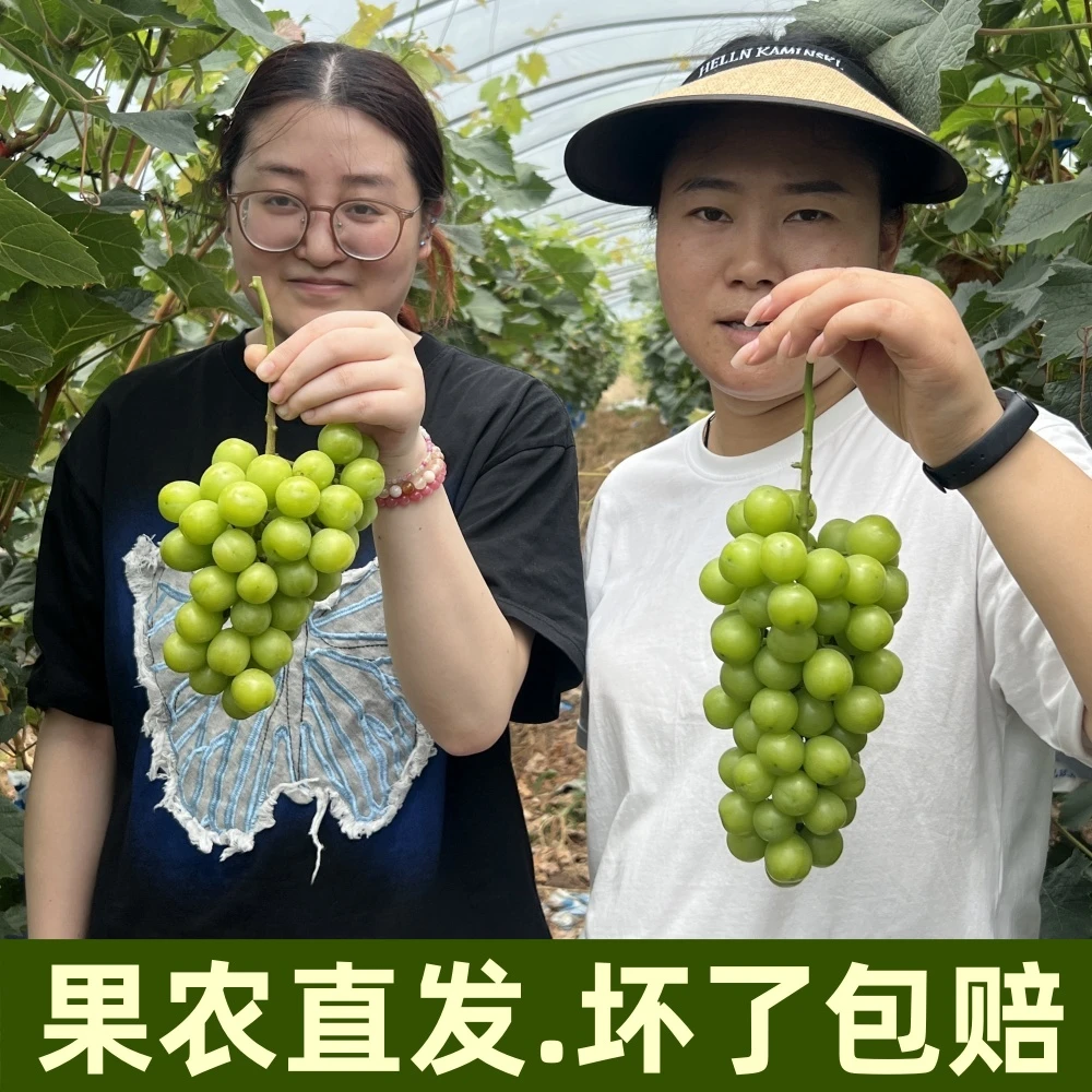 新鲜阳光玫瑰葡萄脆甜多汁应季水果提子果园直发一整箱晴王鲜果