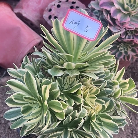 多肉植物金丝309