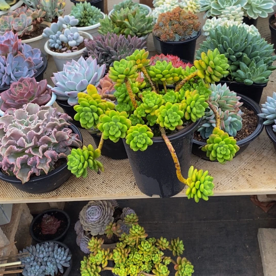 仪***店48包邮多肉植物一物一拍