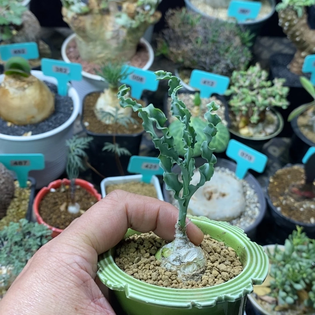 DC弹簧草产地多肉植物