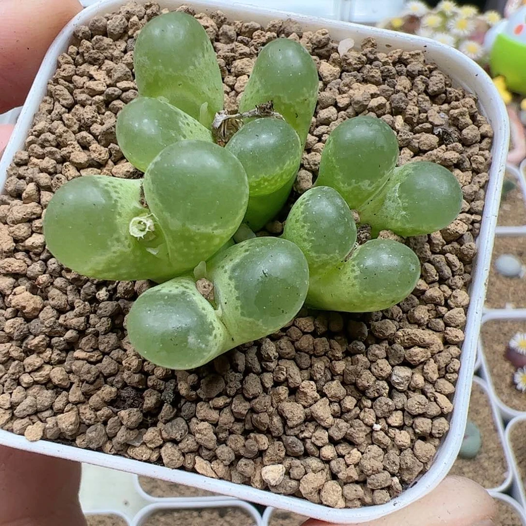 【闪购商品】300 泡泡风铃