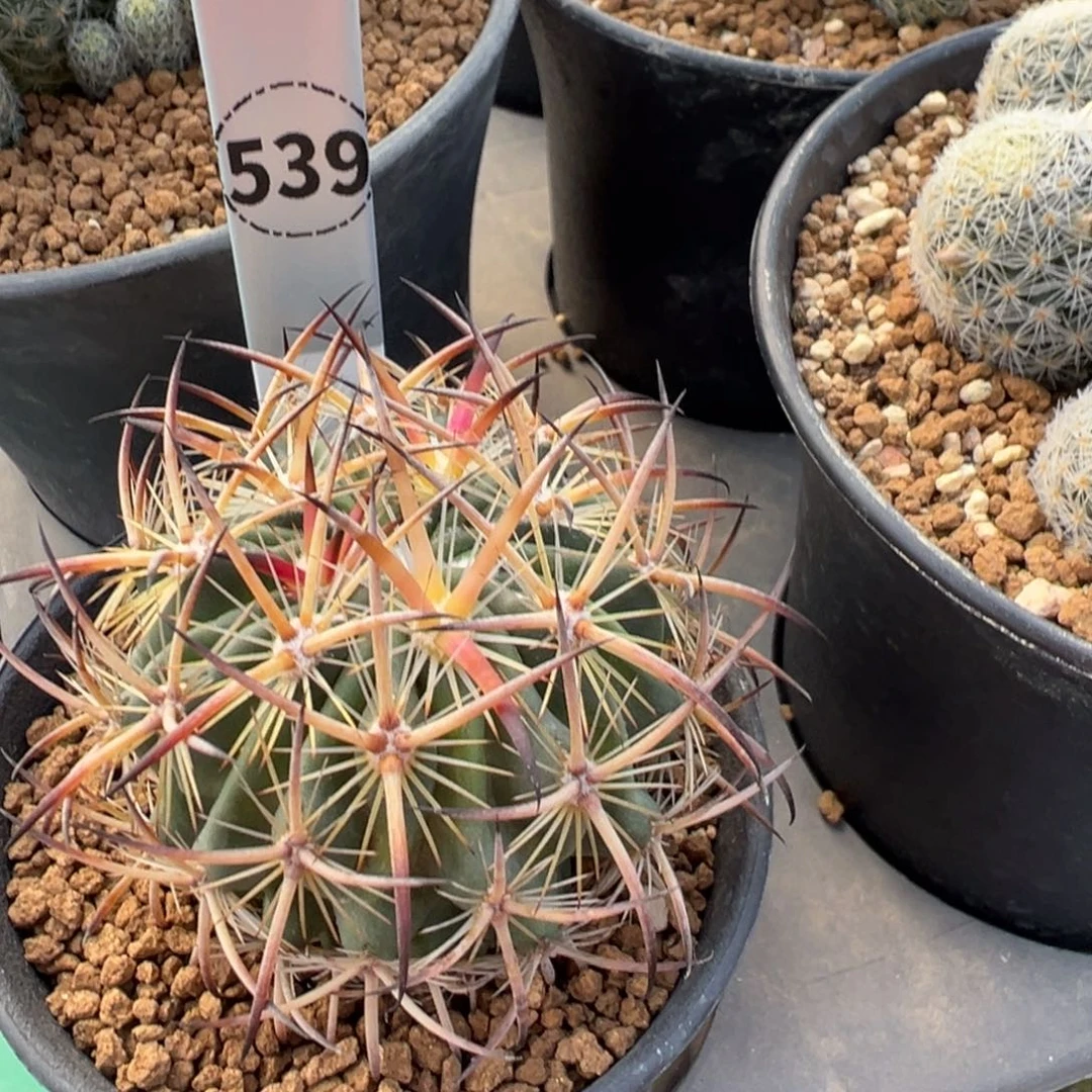 539实生根虎爪玉多肉植物带盆土