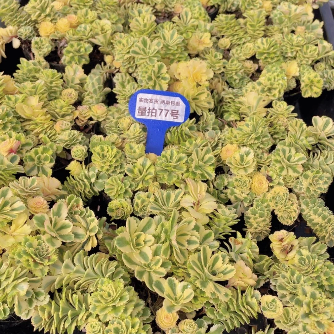 量拍77号 亚特兰蒂斯锦一盆