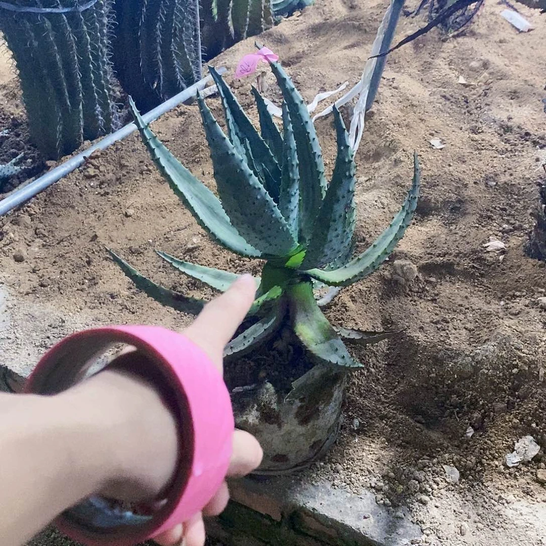 小***噜9803芦荟一颗寄养