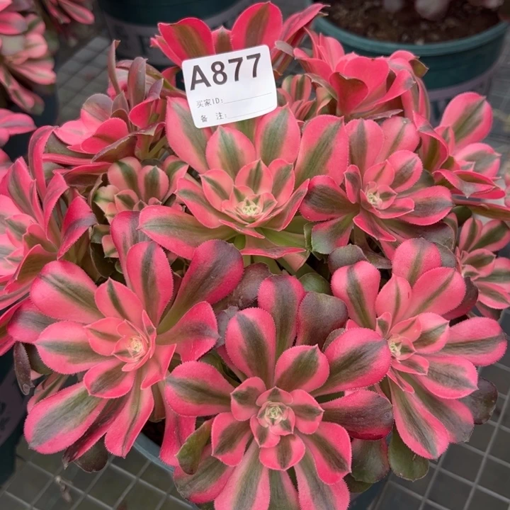 877香妃22厘米左右
