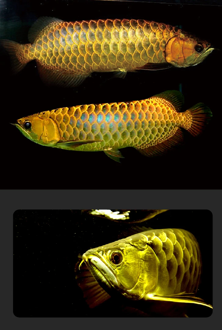 美丽硬骨舌鱼蓝底过背金龙热带观赏金龙鱼