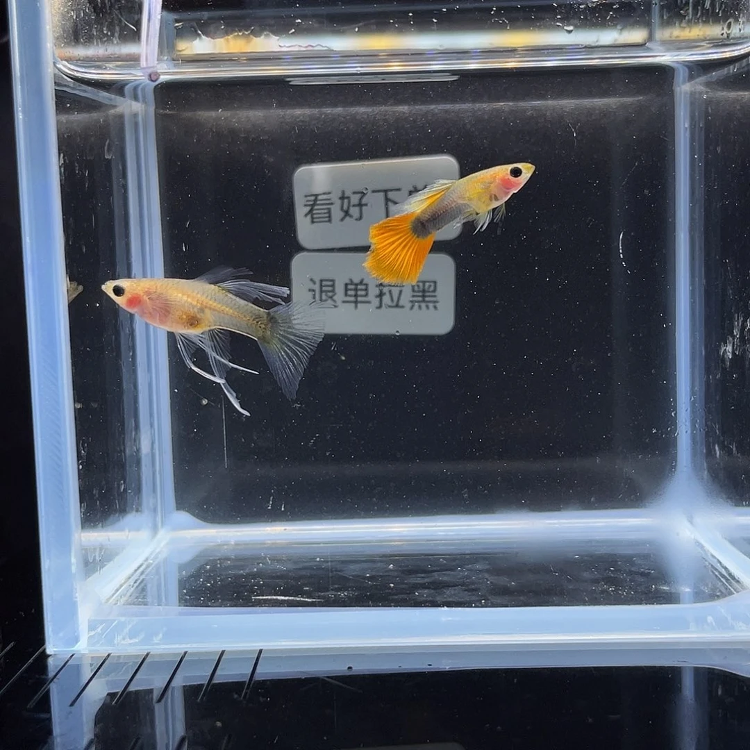 孔雀鱼蓝礼服玻璃大C