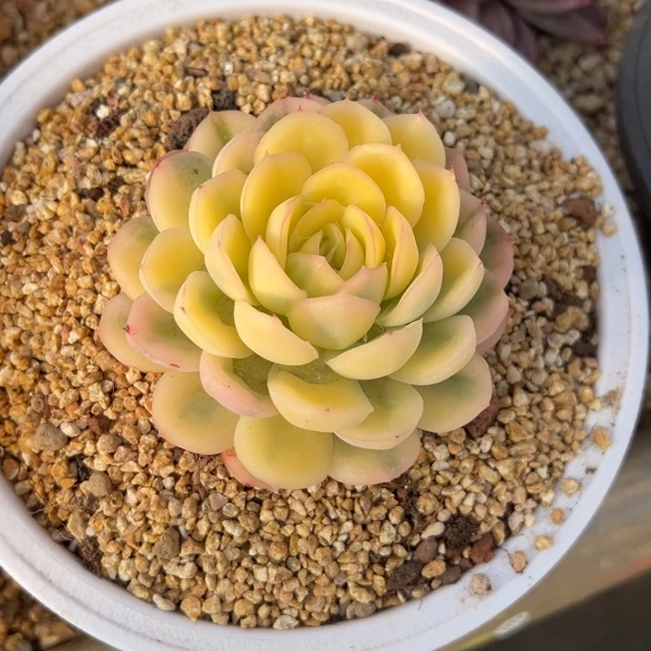 草莓冰锦 夏鸣园艺