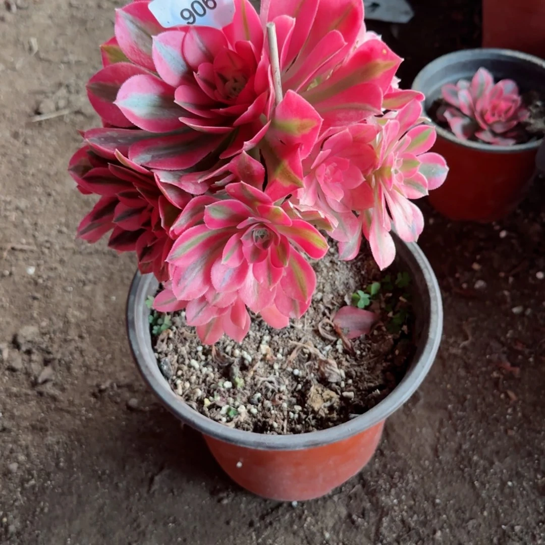 粉女巫法师多肉906