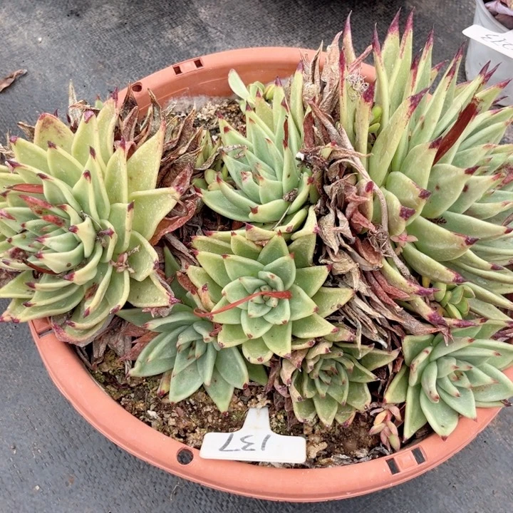 s***6晨语多肉一物一拍散