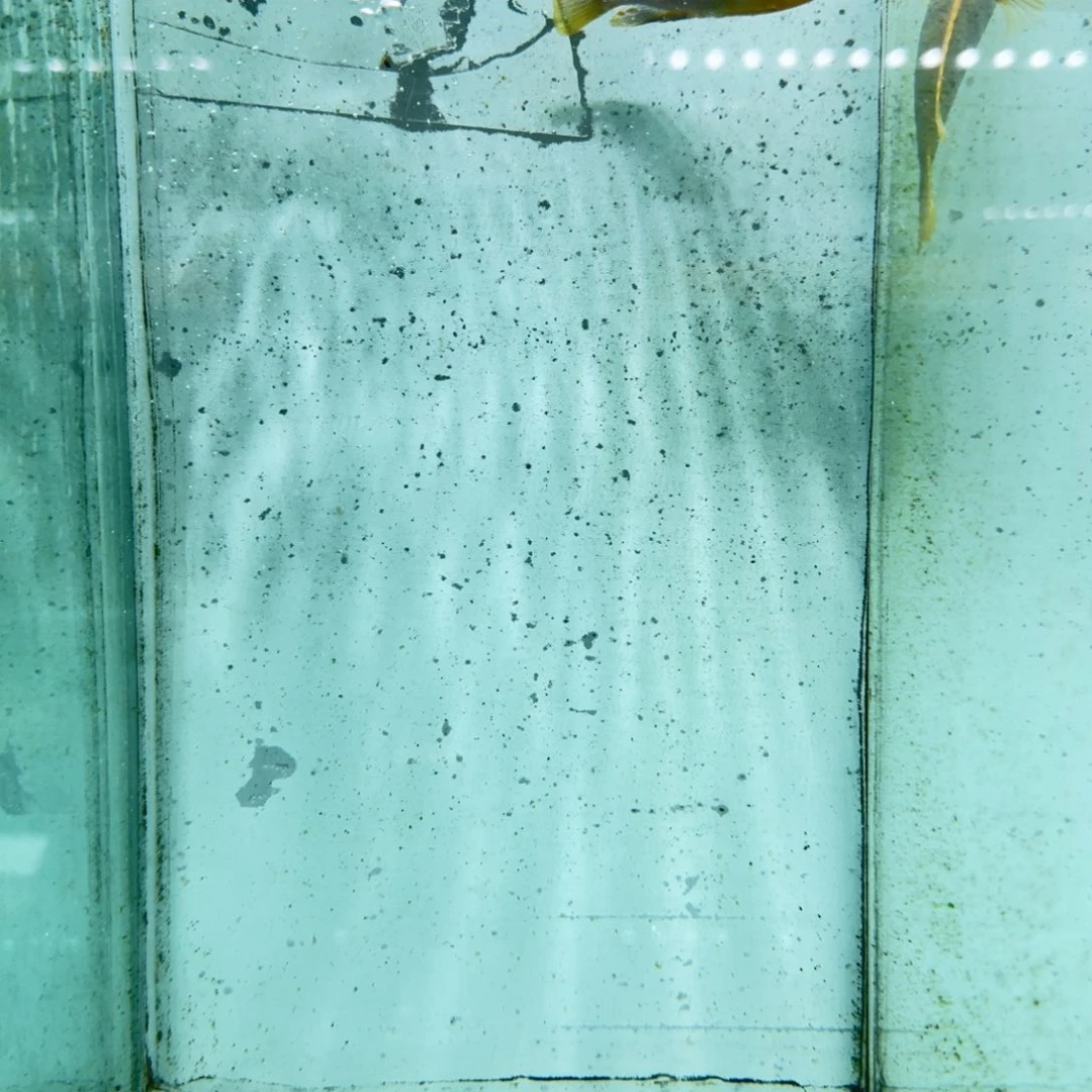 慈鲷1022红鸡。
