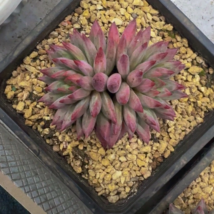 羽毛纹 虞美人 一物一拍