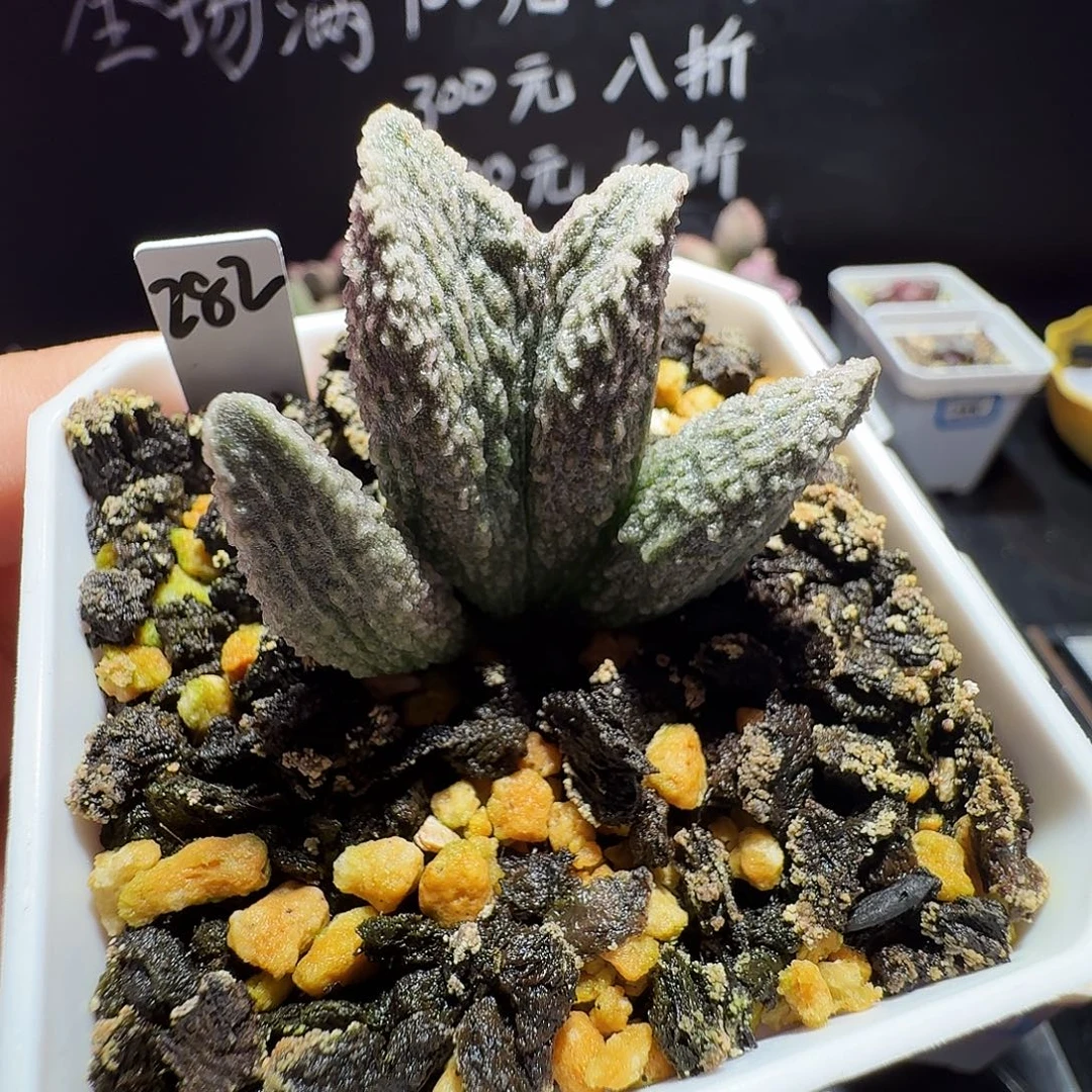 实生水泡，带盆发货，满38包邮，植物售出不退不换