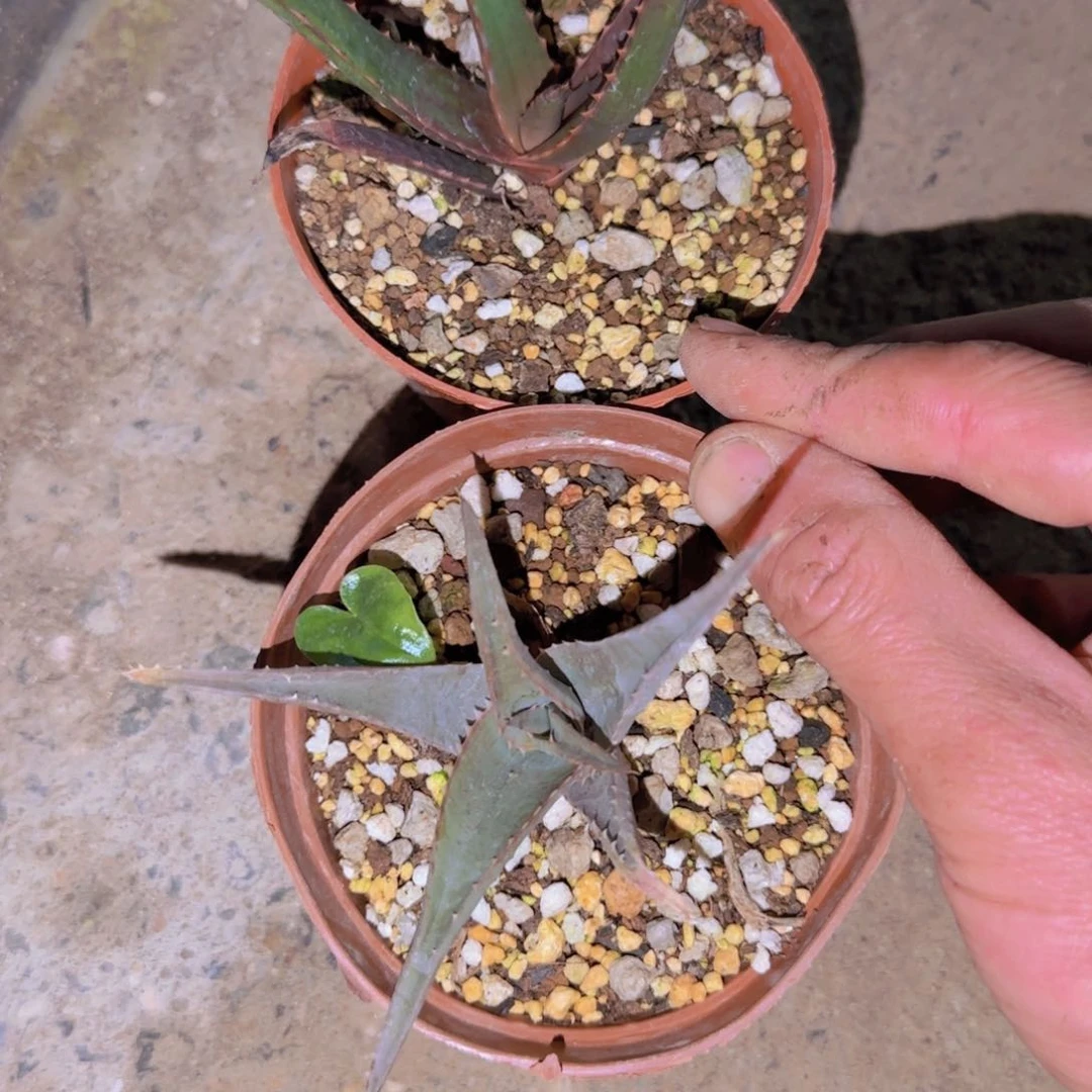 西****系块根植物块根植物