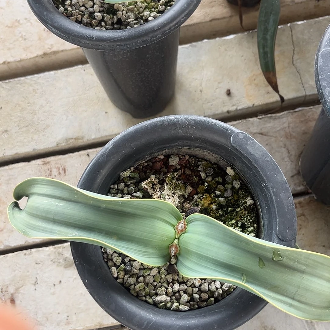 百岁兰多肉植物一个