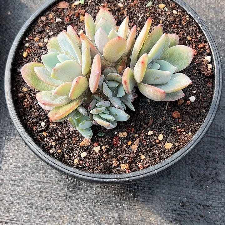 【闪购商品】10头奶茶多肉植物