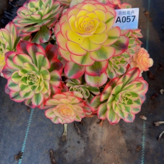 来****倾城05777777777777