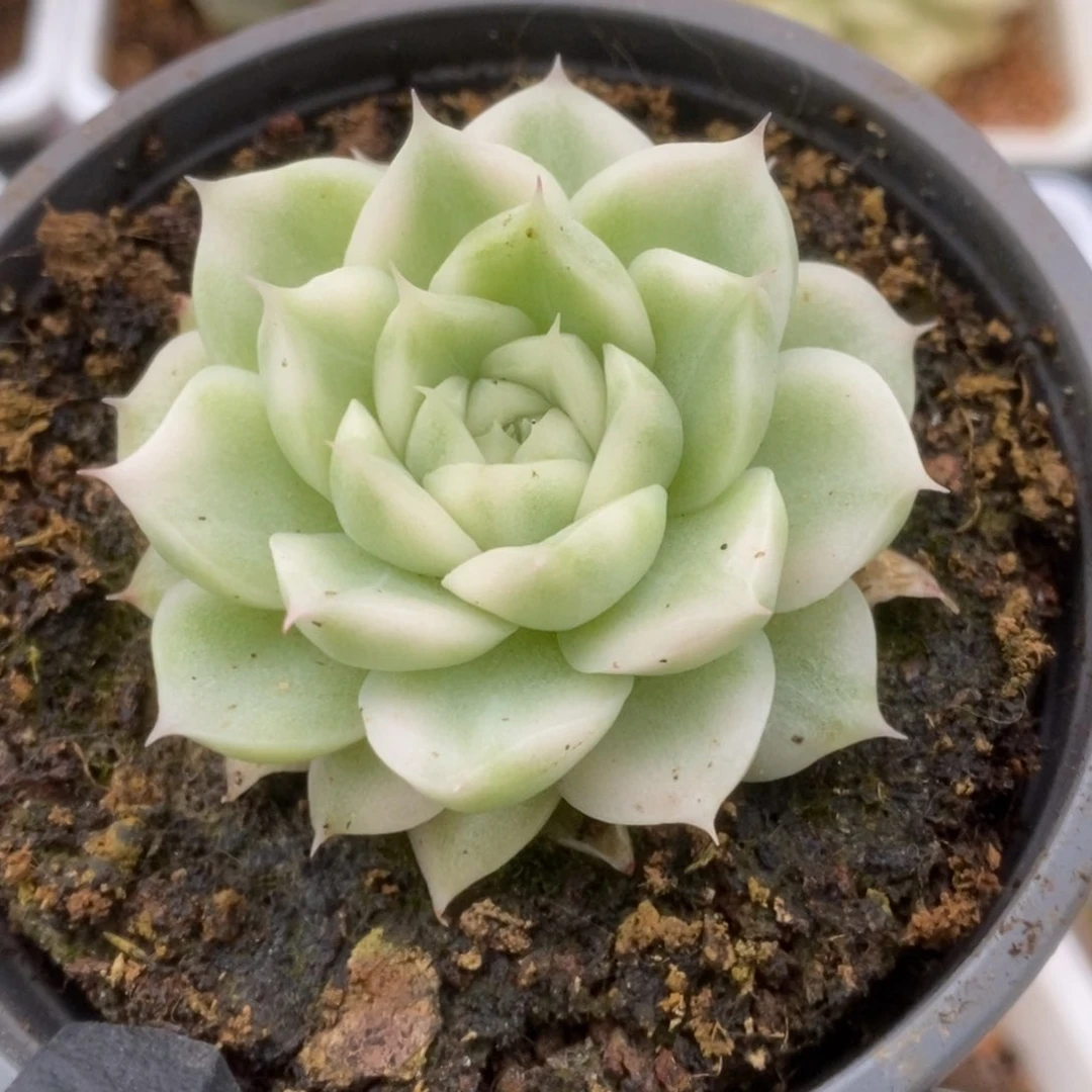 681白瓷麦秆锦锦锦锦