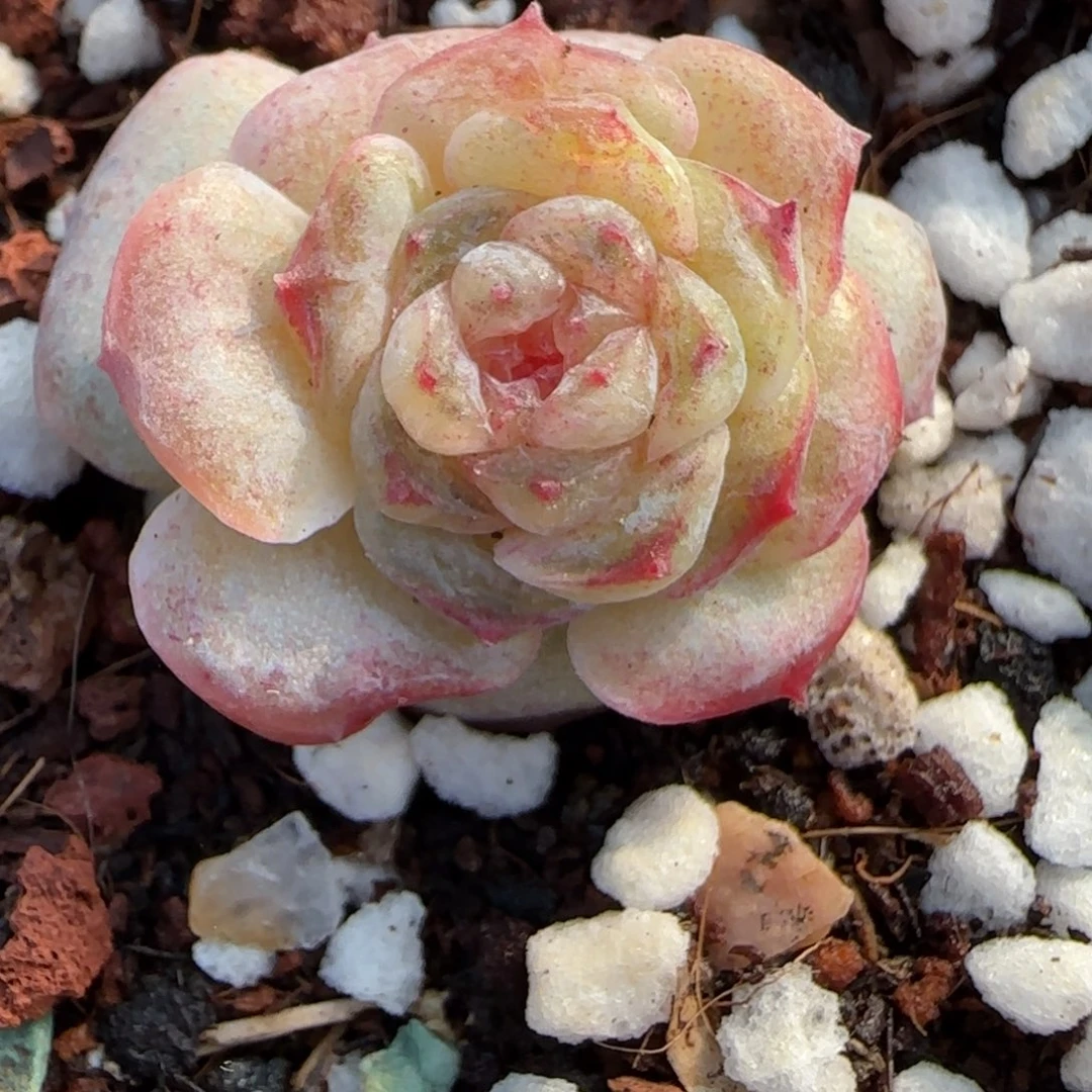 小卡拉米糖心一物一拍