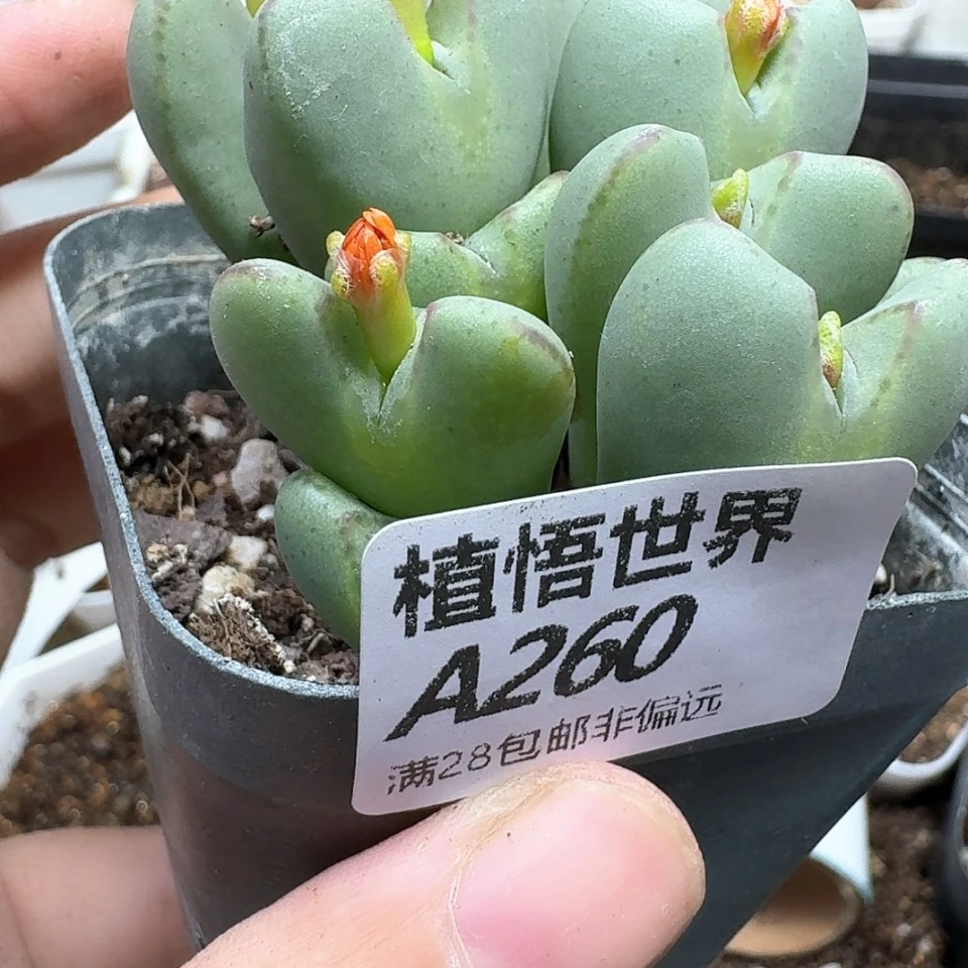 多肉植物的润泽地dg