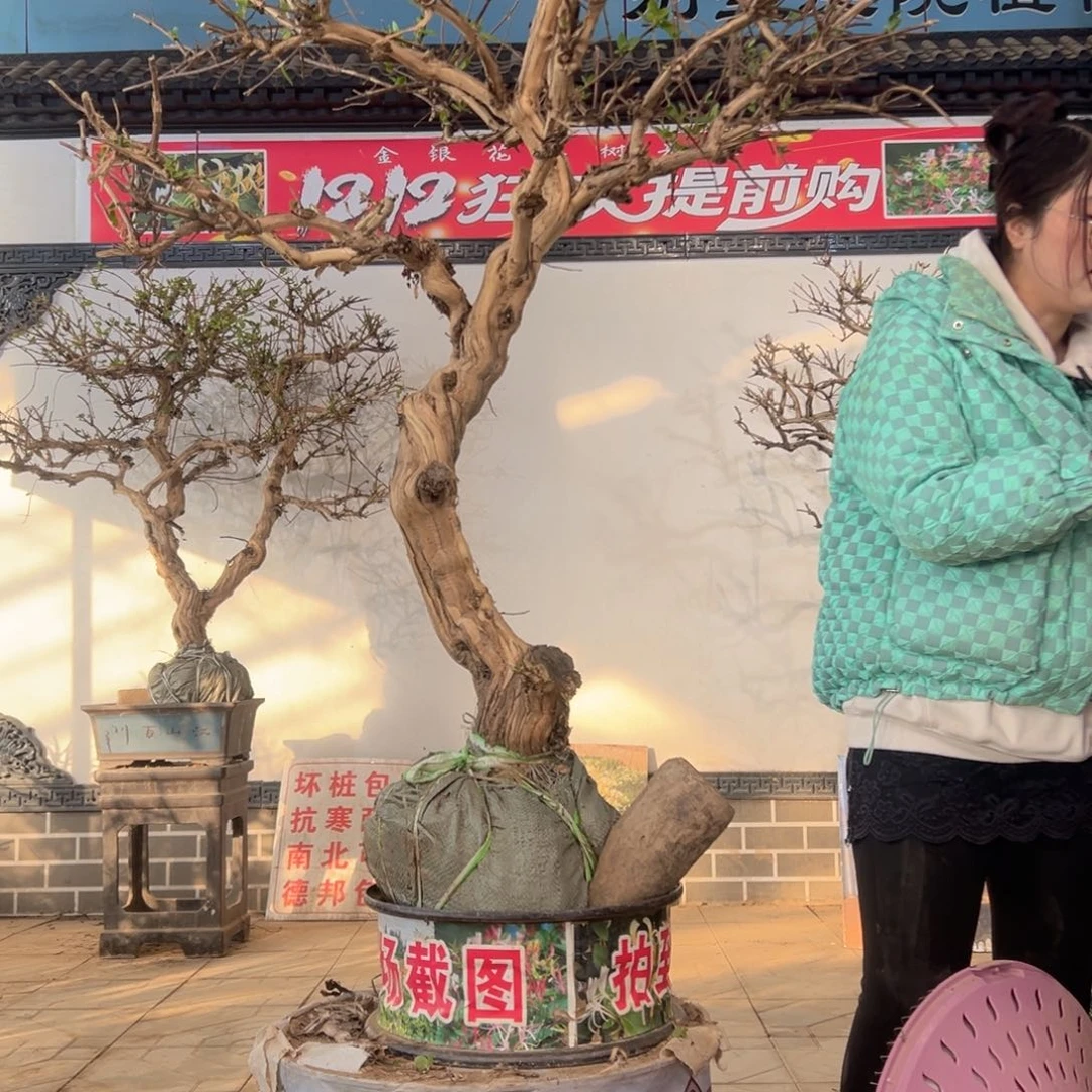 无花朵金银花88888