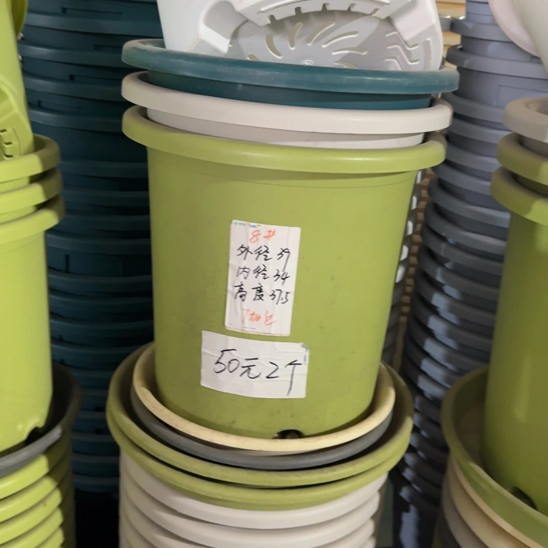 四季8#口径39无拖果绿5个