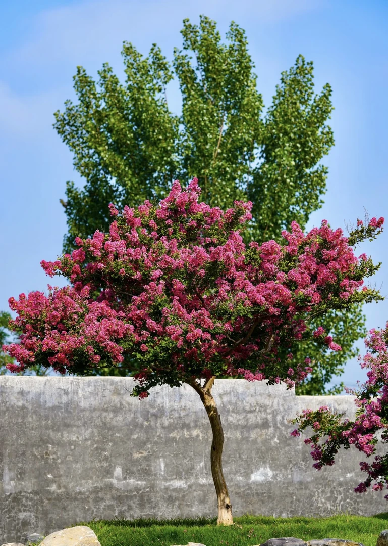 进口宫粉紫薇 小叶玫红紫薇 品种紫薇