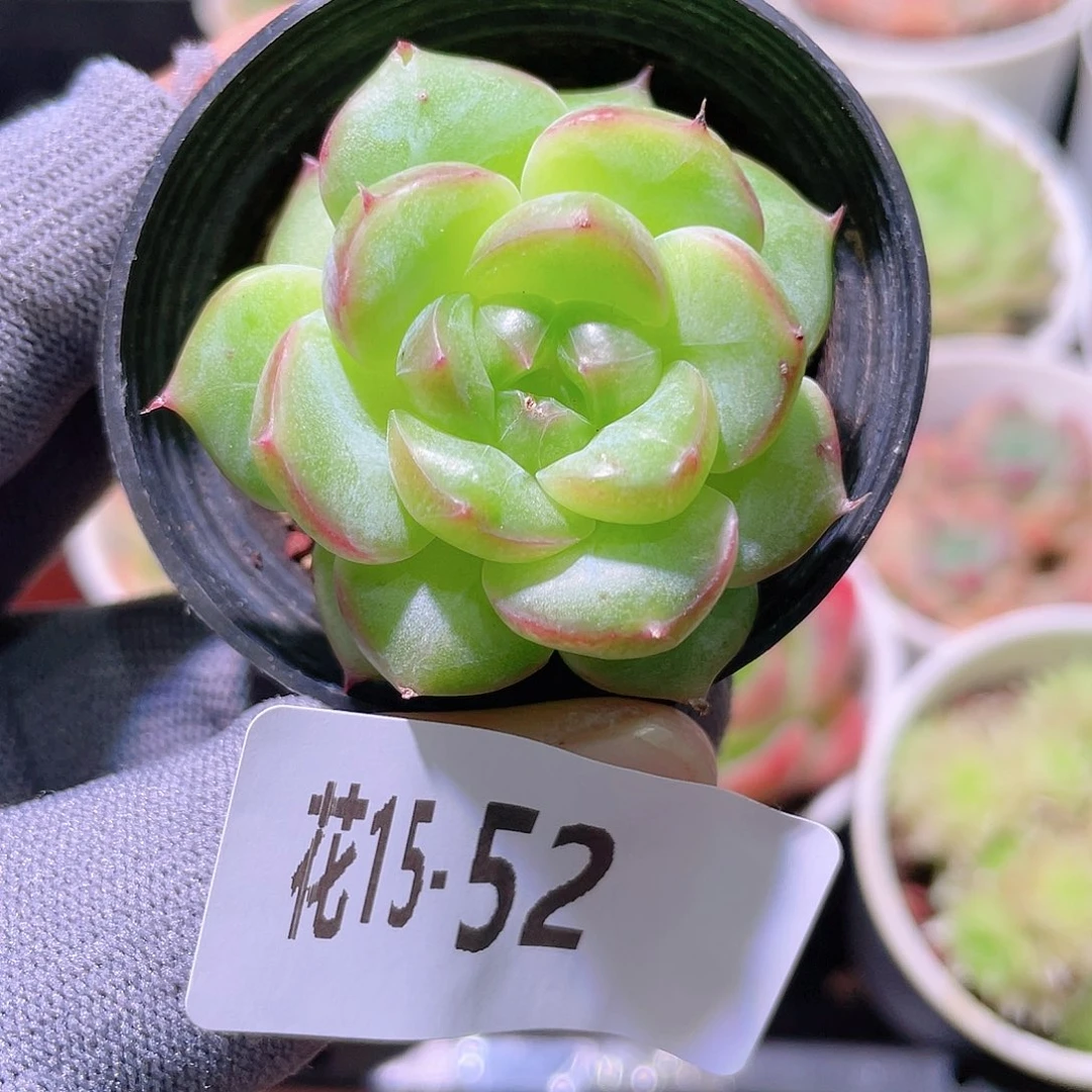 花利美15-52朝露