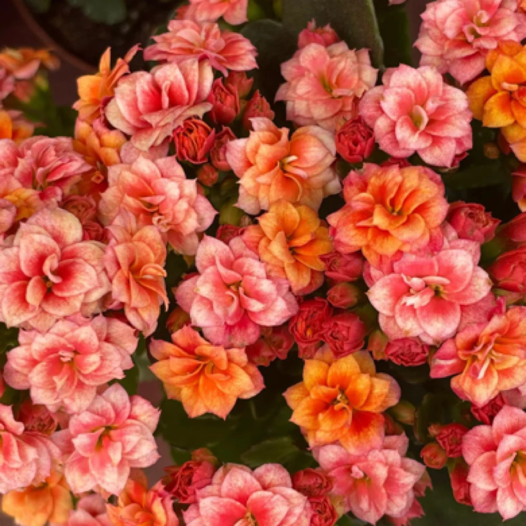 【烟花】长寿花四季开花阳台盆栽大花重瓣花卉植物