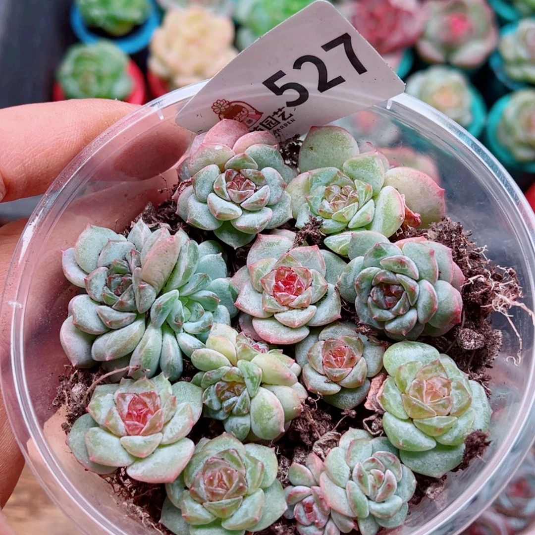 多肉植物多肉植物