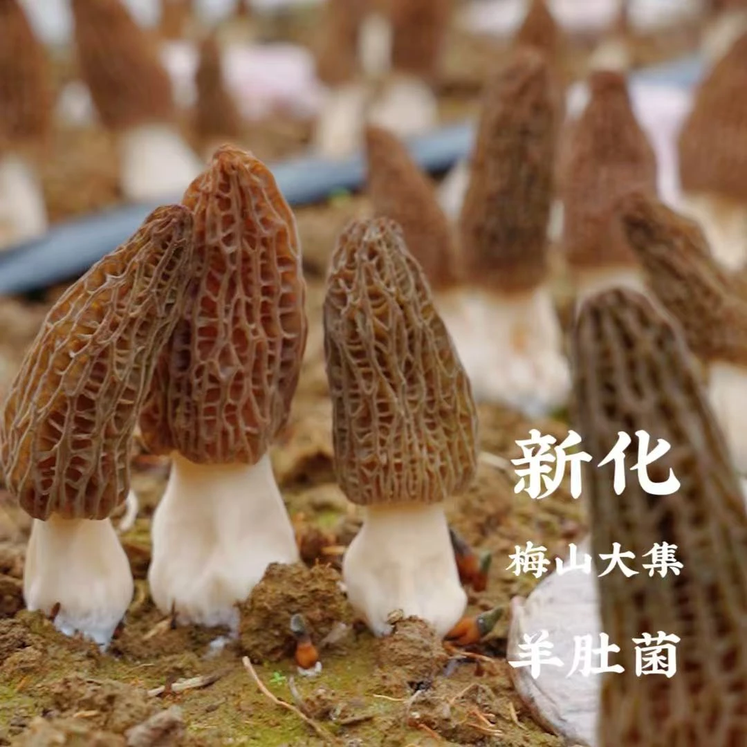【本地羊肚菌】湖南新化曹家镇新鲜无农残羊肚菌1斤/2斤装