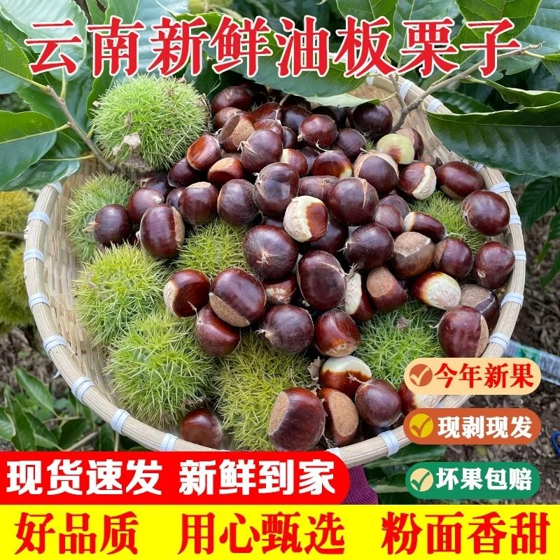 云南高山老树新鲜板栗香甜脆口好剥皮坏果包赔