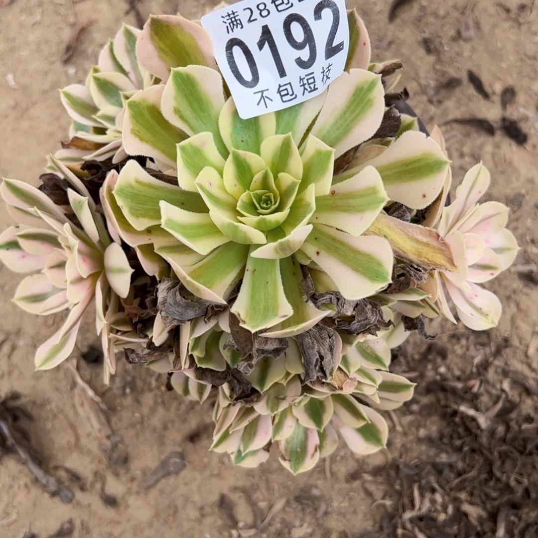 0192粉女巫多肉植物法师
