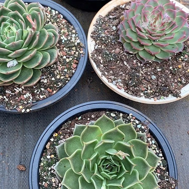 1210———直播福利