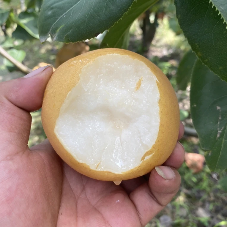 8.5斤装秋月梨新鲜现摘当季水果脆甜多汁大果皮薄