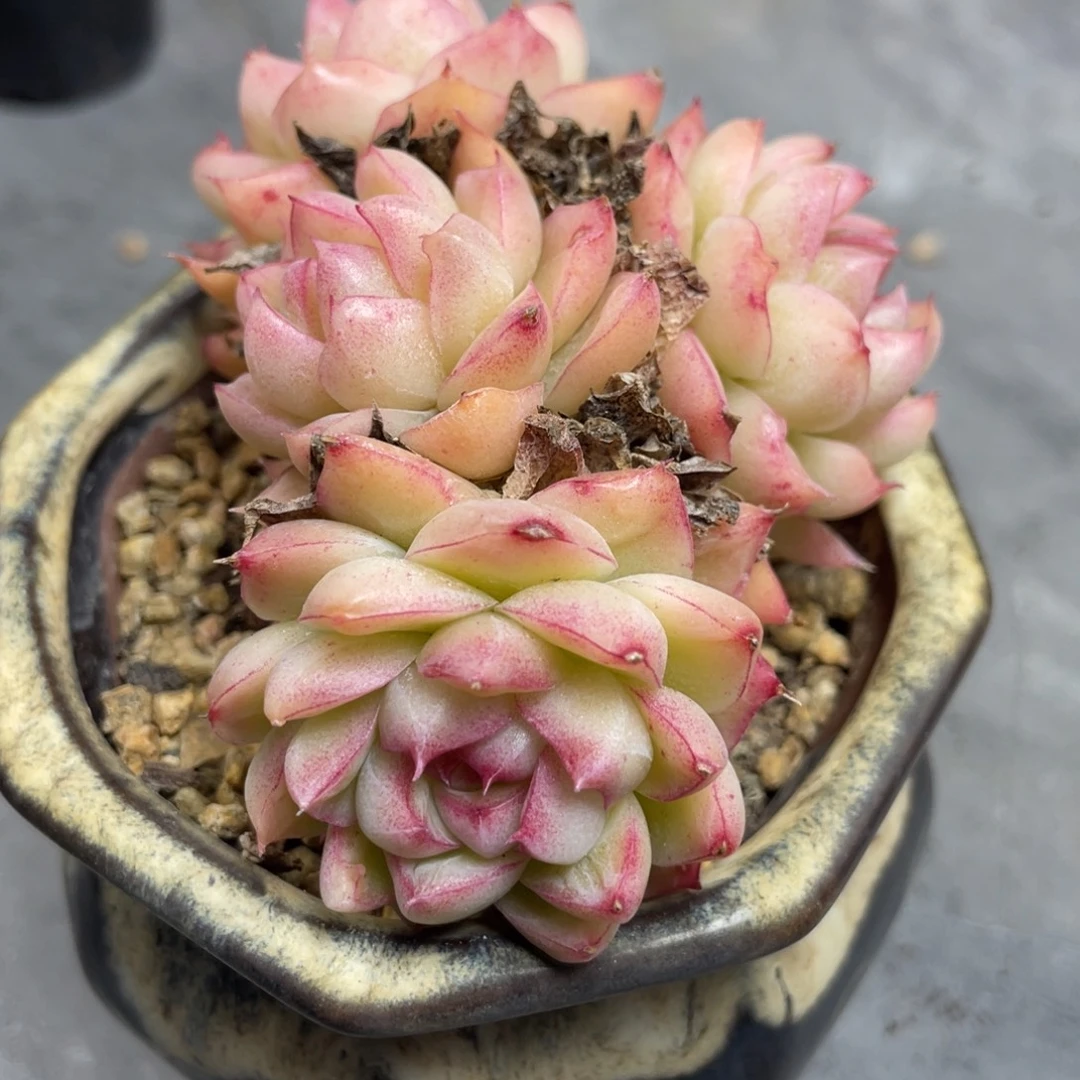 麦秆边线四头满35包邮