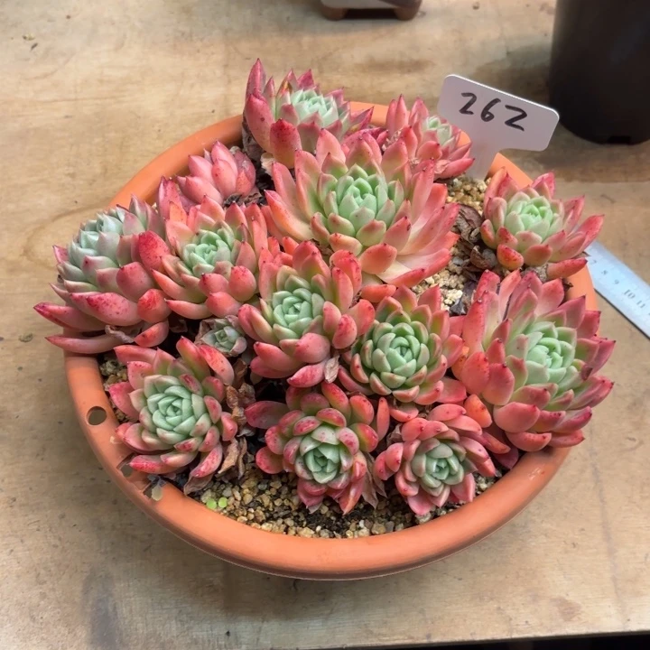 多肉植物，红女巫262号