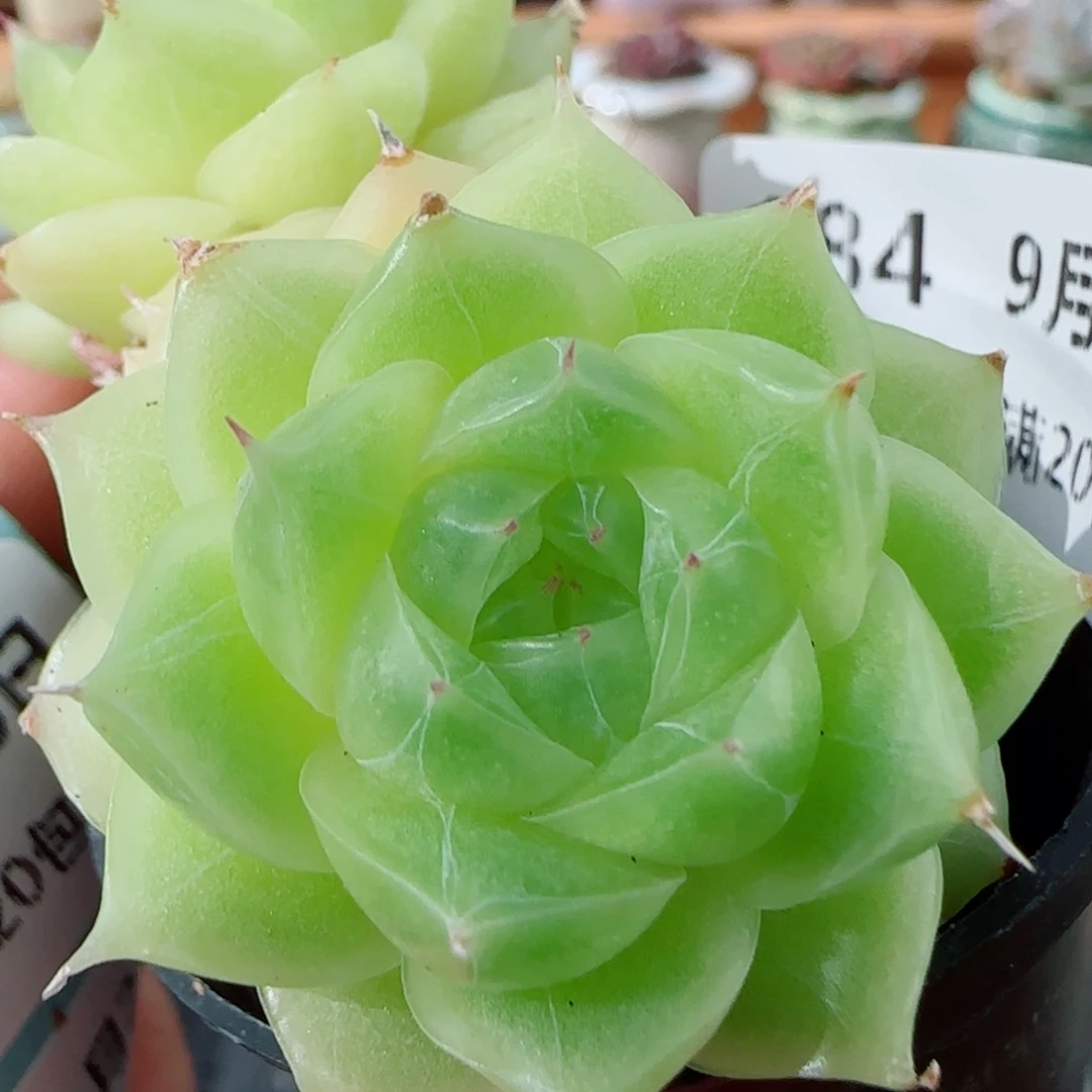花语逸镜0928-184糖心珍妮麦秆散