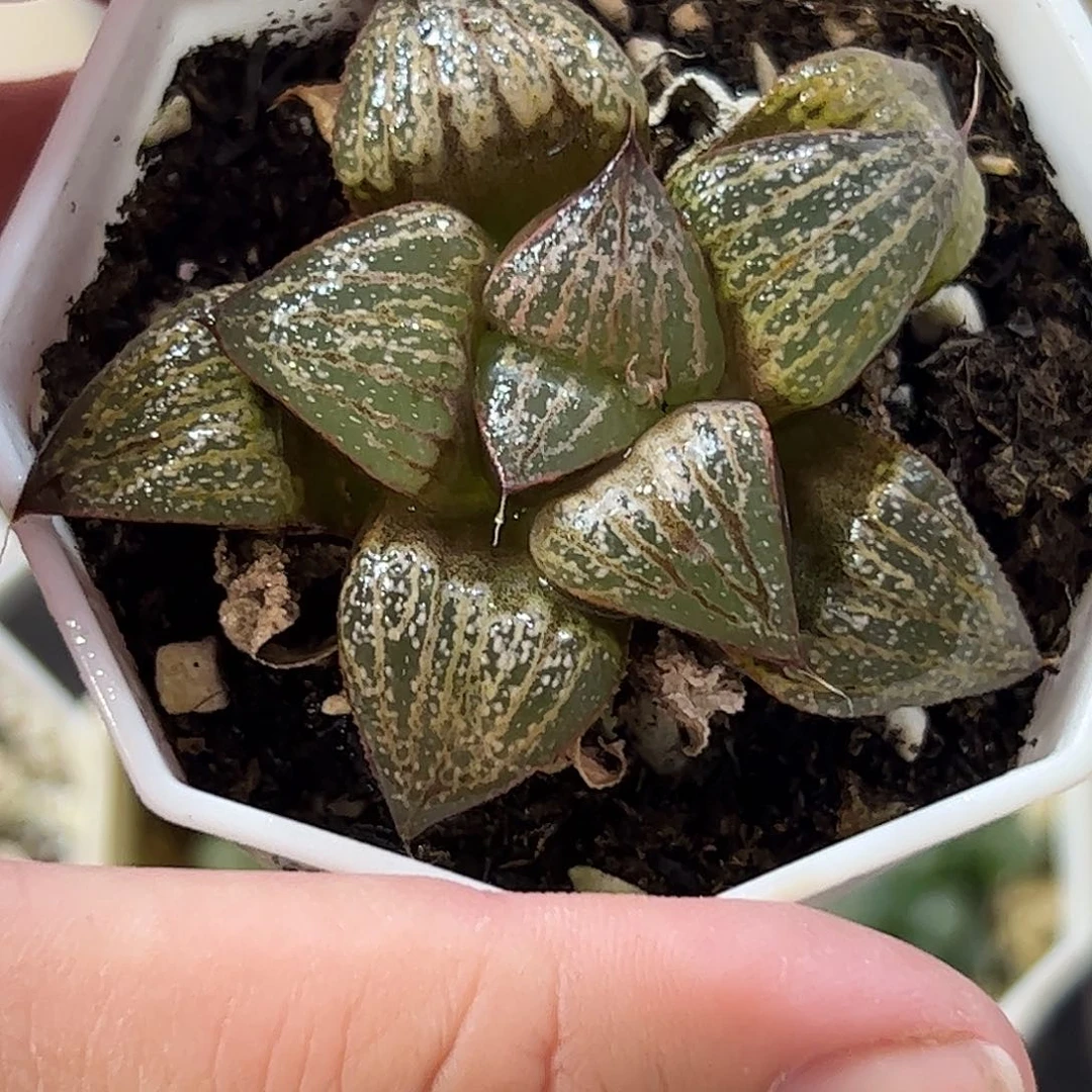 筋斗云青蟹十二卷多肉