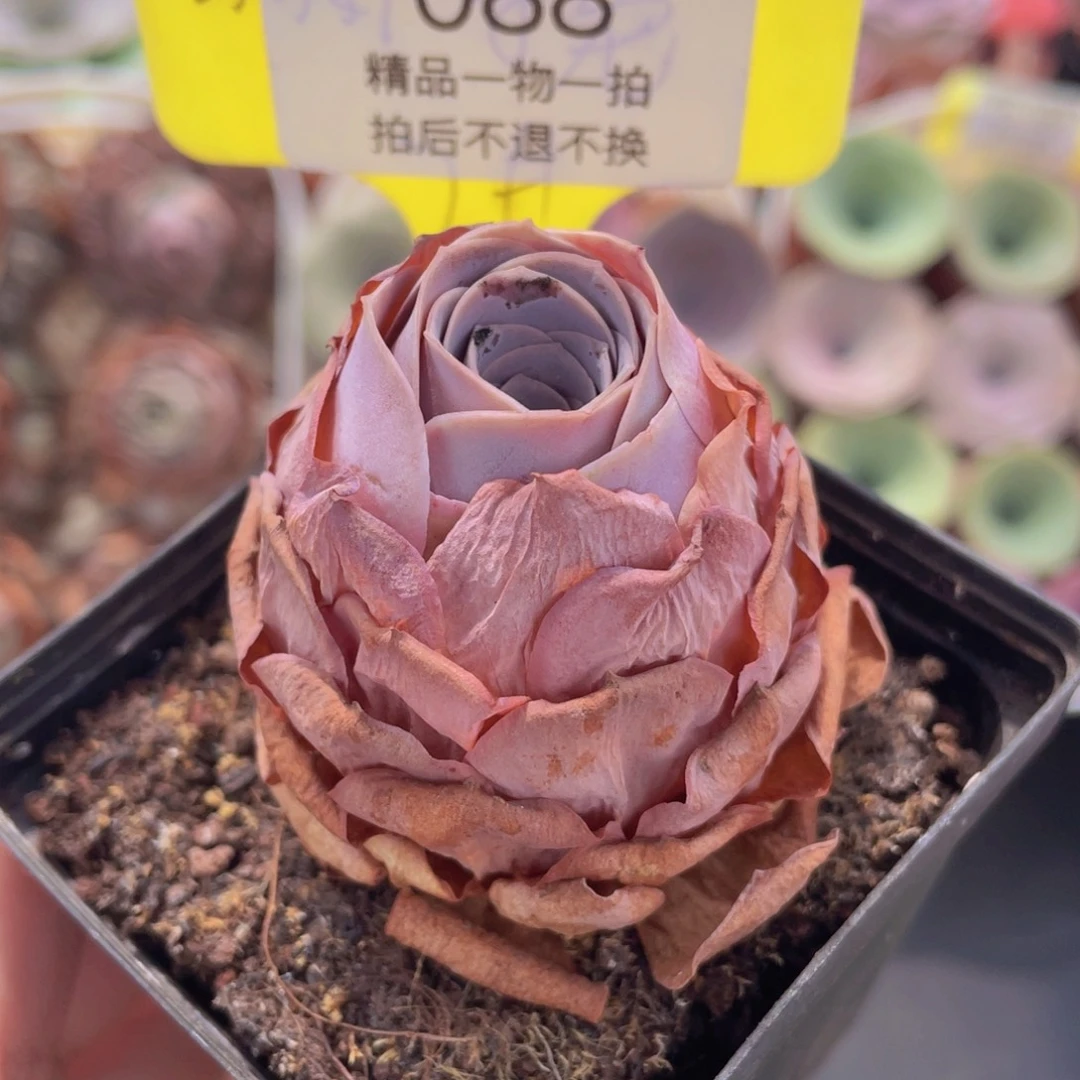 山地玫瑰088满38包邮裸根发货