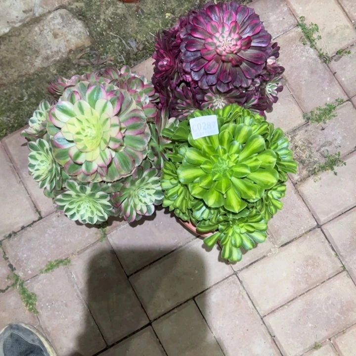 287三颗、多肉植物