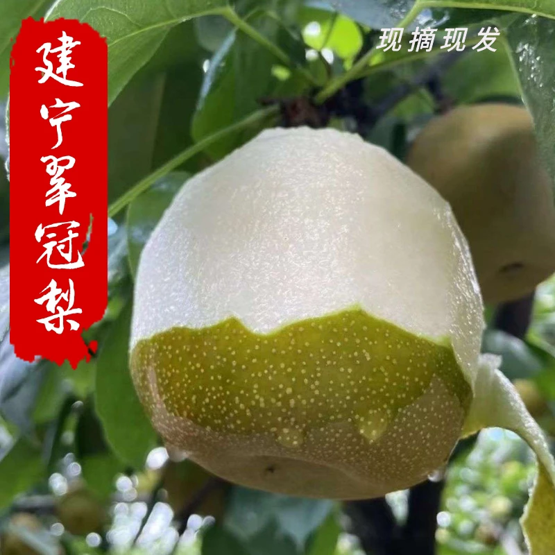 【三明建宁翠冠梨】福建三明建宁新鲜翠冠梨产地现在现发顺丰包邮