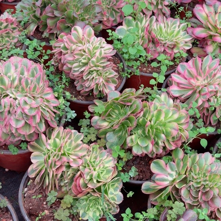 荔枝缀化啊啊啊啊