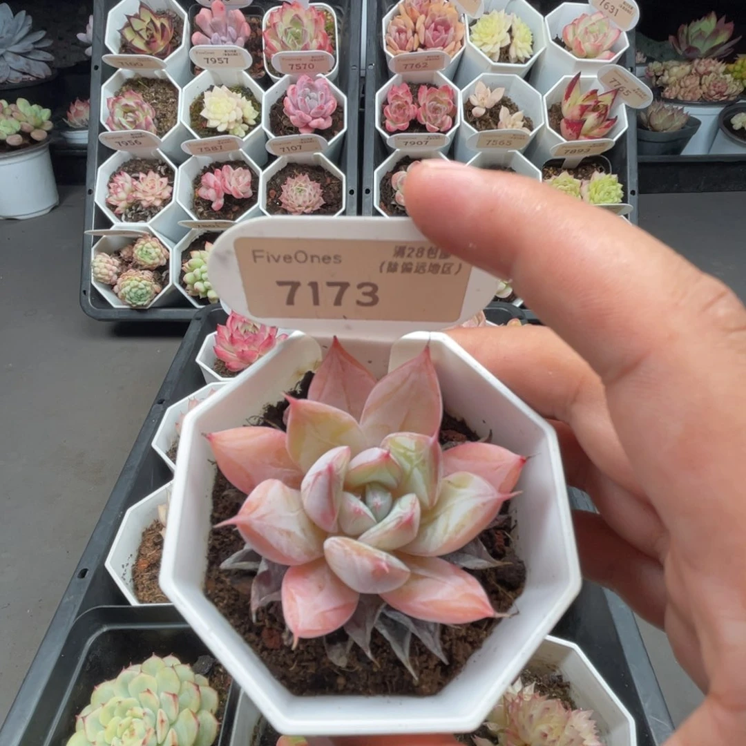 7173嫦娥  5.0厘米