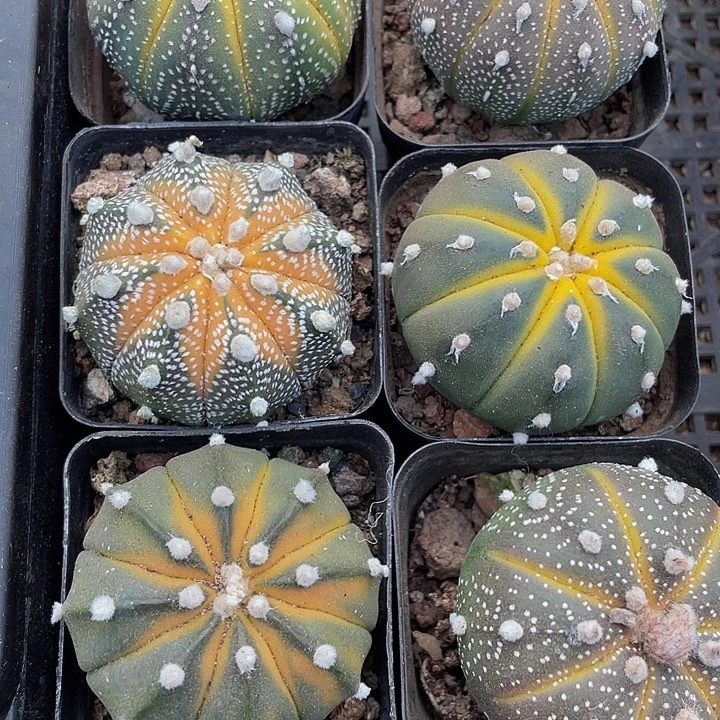 星兜锦6.8带盆土