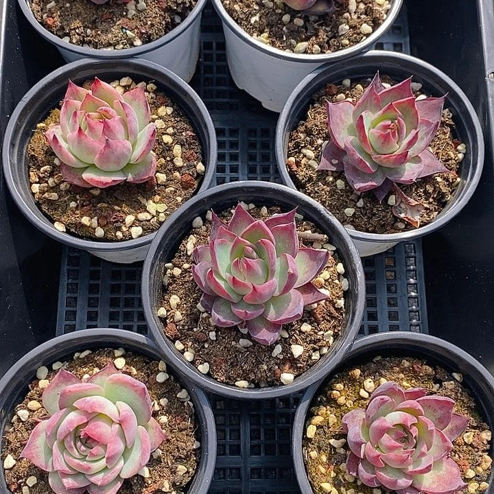 119 多肉植物盆栽花卉植物