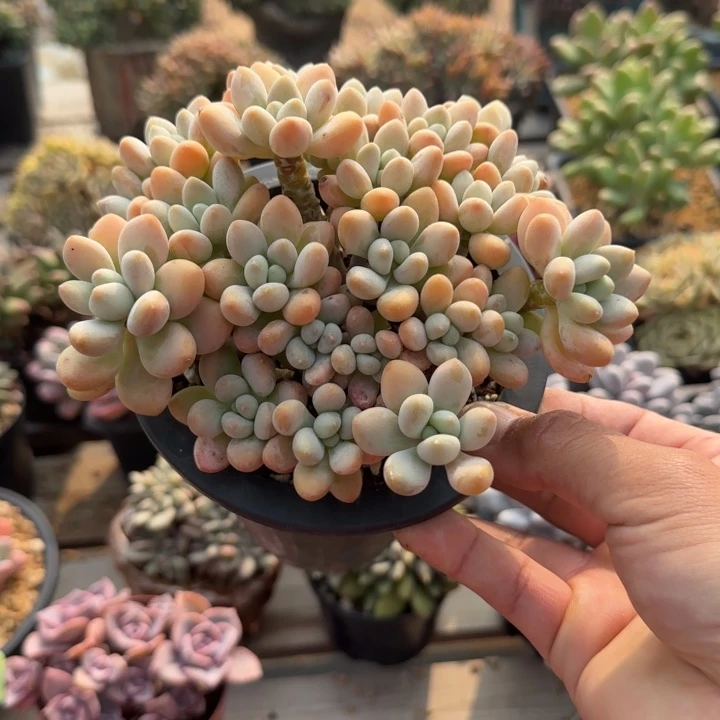 小叶香水洛神老桩多肉五十包邮