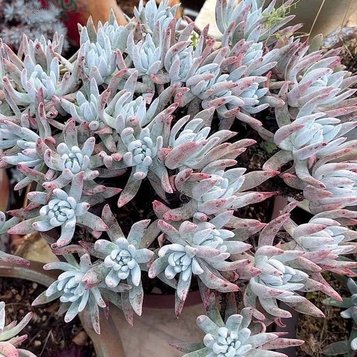 仙女杯多肉植物提取