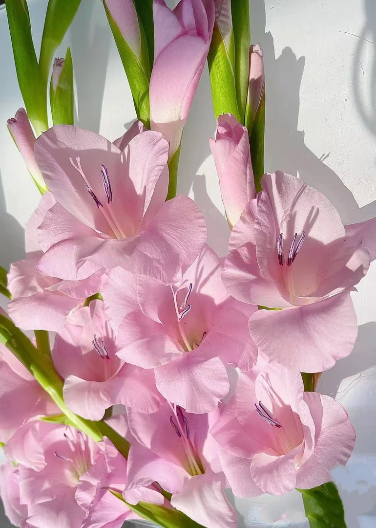 【十七岁】进口种球8/10唐菖蒲/剑兰