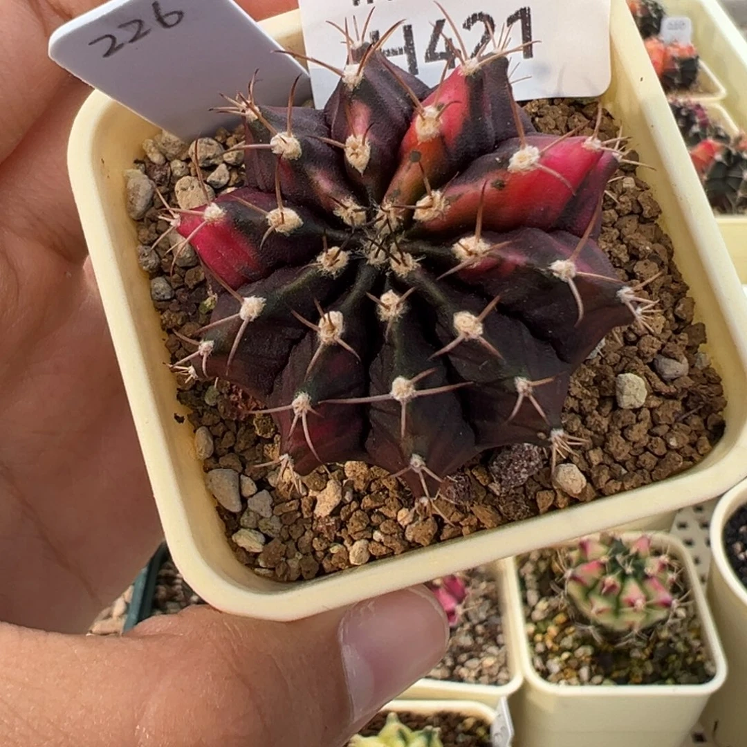 421 好看的米哈冲冲冲